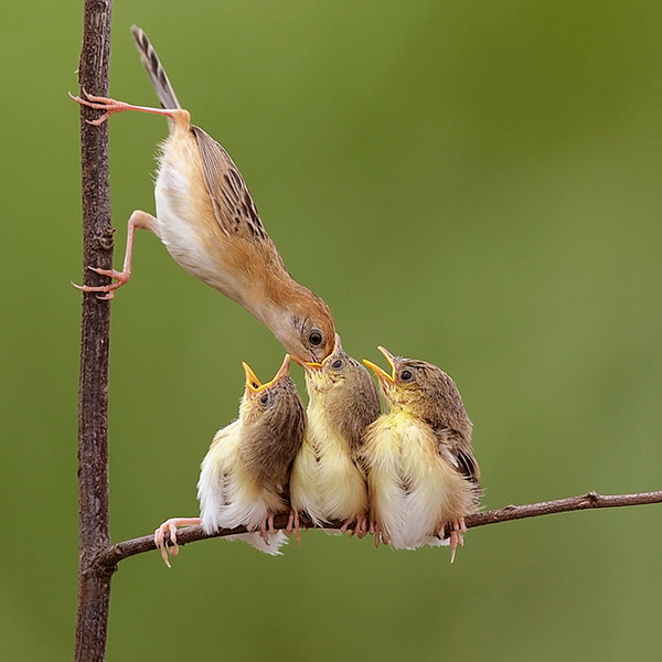 Beautiful Examples of Bird Photography - Oooo...Don't Eat My Face