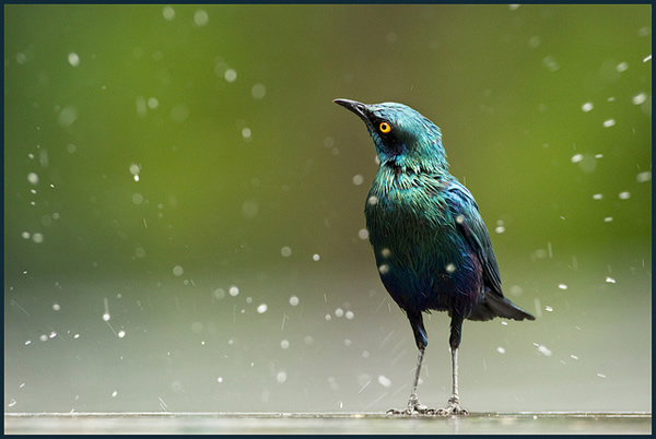 Beautiful Examples of Bird Photography - Who'll Stop the Rain?