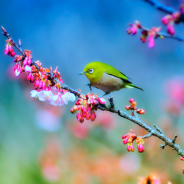 Beautiful Examples of Bird Photography - It will be soon