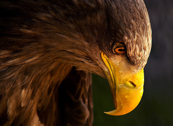 Beautiful Examples of Bird Photography - Eagle pursues prey