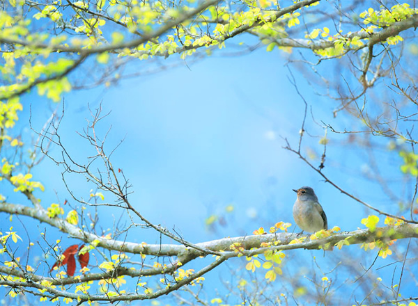 Beautiful Examples of Bird Photography - Spring is Here