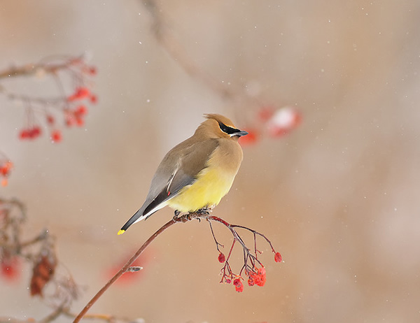 Beautiful Examples of Bird Photography - Snow Falling on Cedar