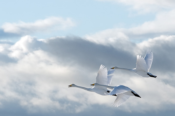 Beautiful Examples of Bird Photography - Swans in the sky