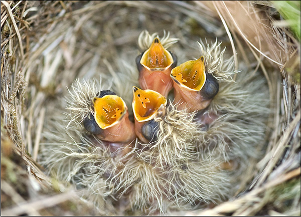 Beautiful Examples of Bird Photography - Skylark Nest