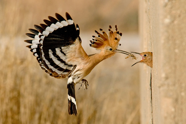 Beautiful Examples of Bird Photography - Hoopoe
