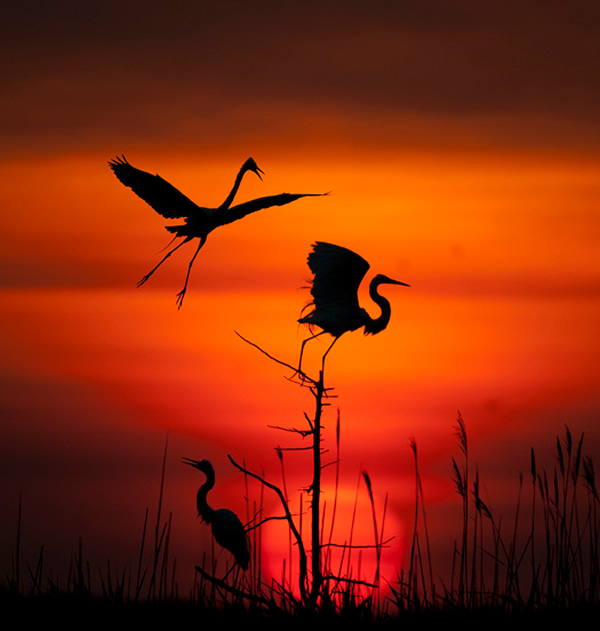 Beautiful Examples of Bird Photography - Spotlight on Egrets
