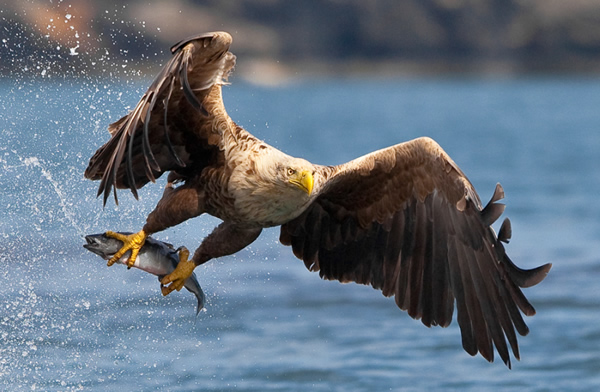 Beautiful Examples of Bird Photography - Every day is sushi day