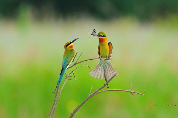 Beautiful Examples of Bird Photography - Cute Birds