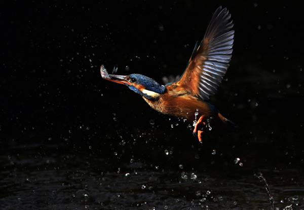 Beautiful Examples of Bird Photography - The Catch