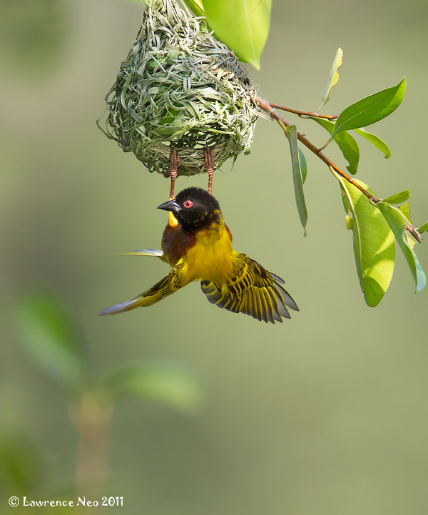 Beautiful Examples of Bird Photography - Golden-backed Weaver 