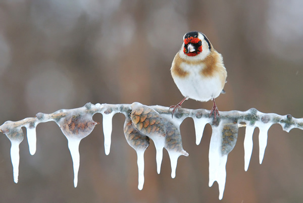 Beautiful Examples of Bird Photography - Below Zero