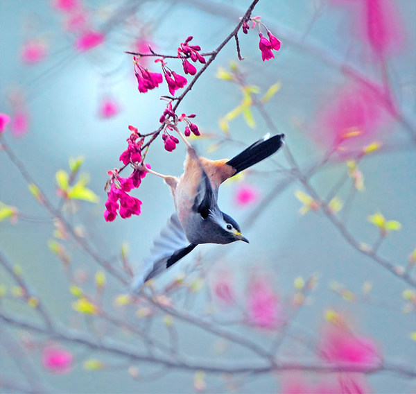 Beautiful Examples of Bird Photography - Dusk Dance