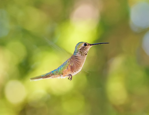 Beautiful Examples of Bird Photography - Humming Through Circles of Light