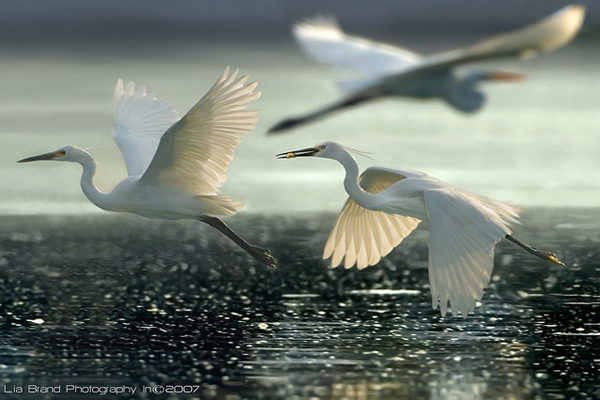Beautiful Examples of Bird Photography - Fly