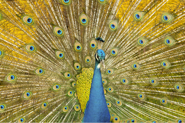 Beautiful Examples of Bird Photography - Peacock
