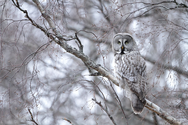 Beautiful Examples of Bird Photography - All Grey