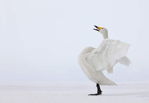 Beautiful Examples of Bird Photography - Whooper Swan