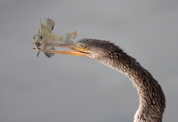 Beautiful Examples of Bird Photography - Oh Oh ... not looking good