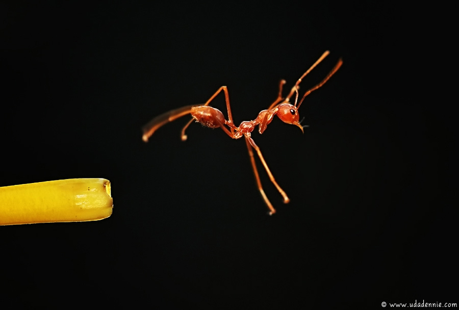 Amazing Insect Photography by Uda Dennie