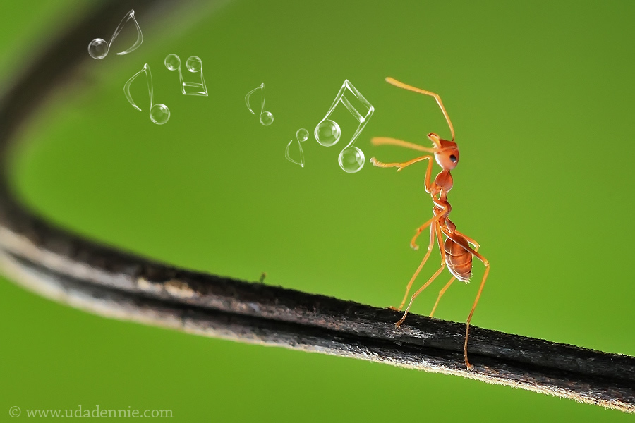 Amazing Insect Photography by Uda Dennie