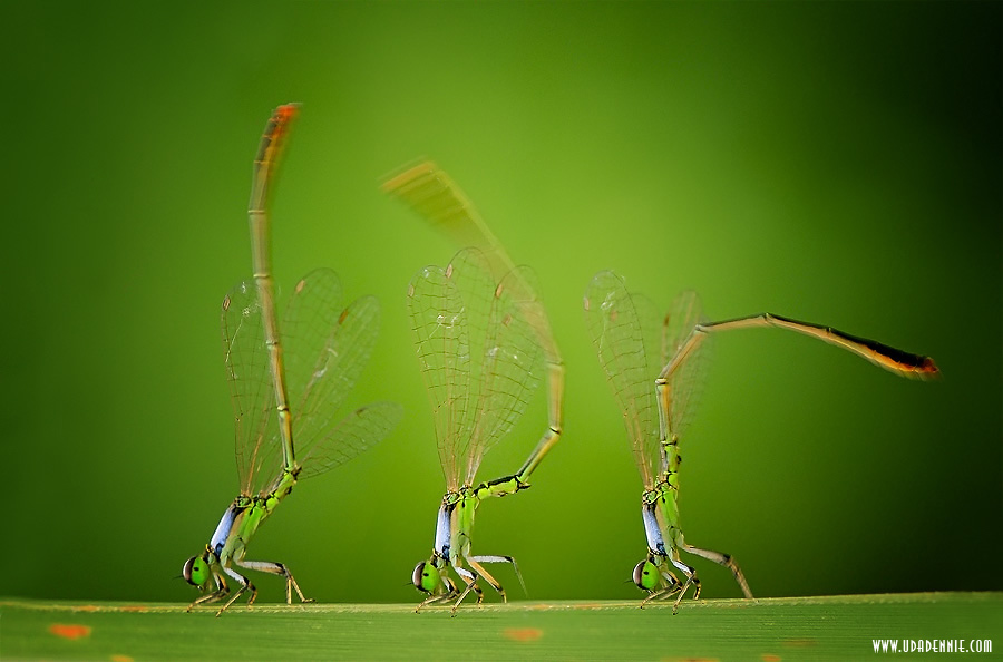 Amazing Insect Photography by Uda Dennie