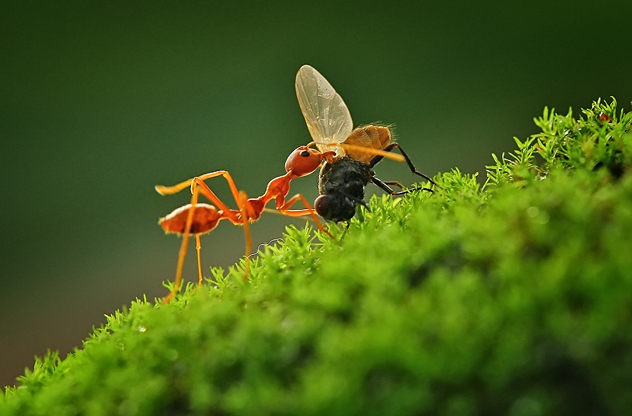 Amazing Insect Photography by Uda Dennie