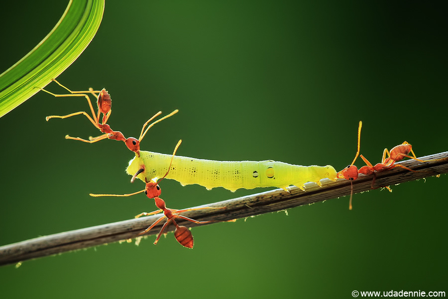 Amazing Insect Photography by Uda Dennie