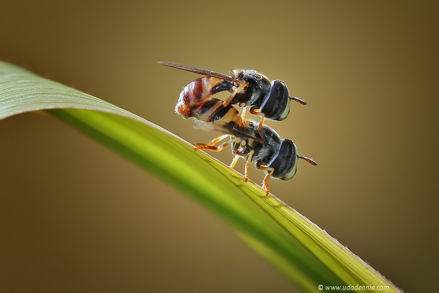 Amazing Insect Photography by Uda Dennie