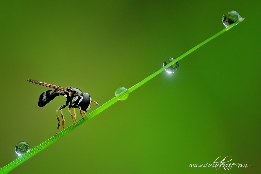 Amazing Insect Photography by Uda Dennie