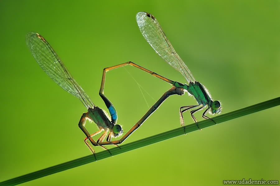 Amazing Insect Photography by Uda Dennie