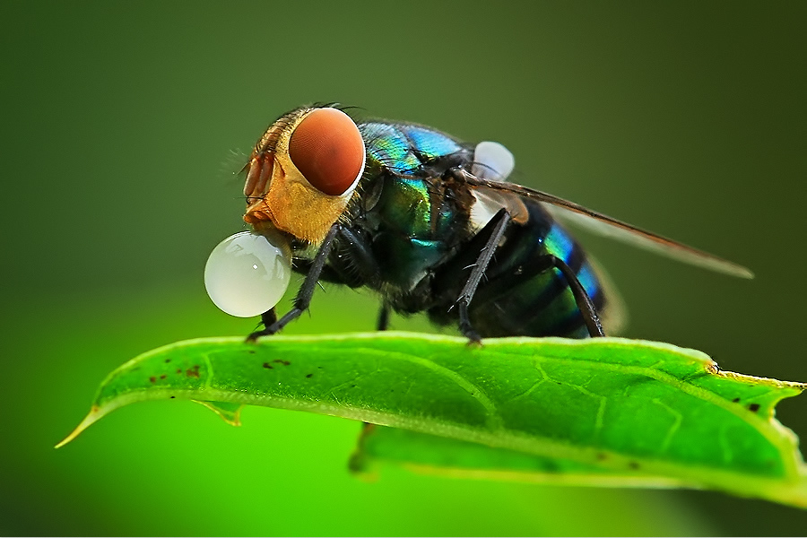 Amazing Insect Photography by Uda Dennie