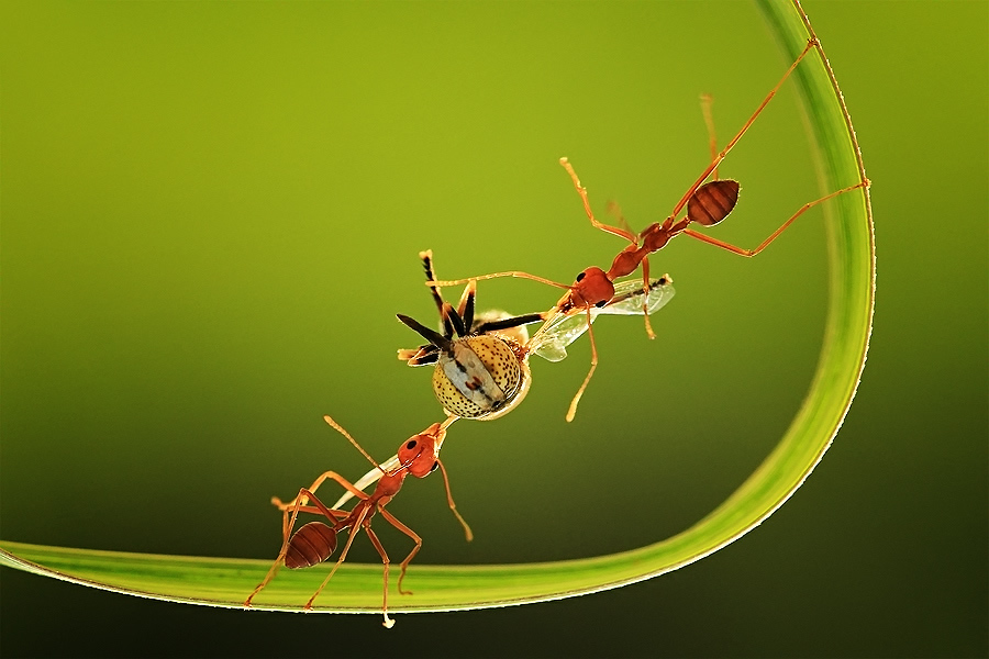 Amazing Insect Photography by Uda Dennie