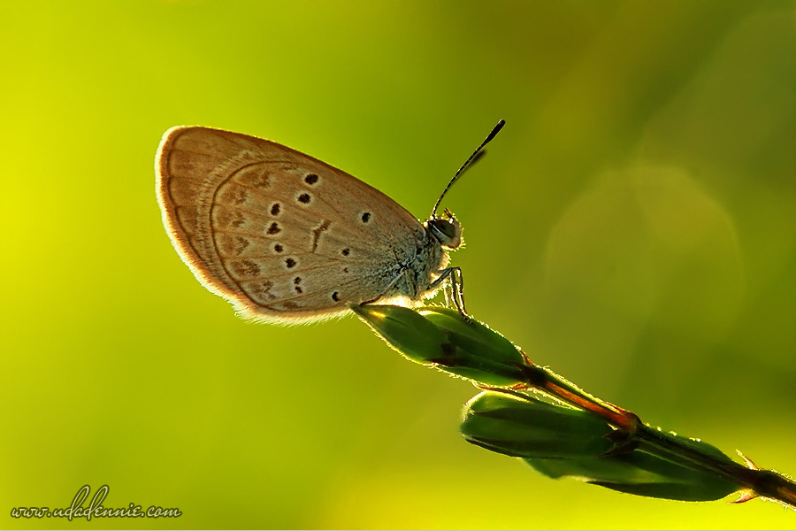 Amazing Insect Photography by Uda Dennie