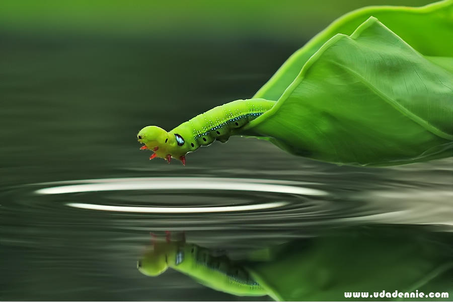 Beautiful Macro Photography by Indonesian Photographer Uda Dennie