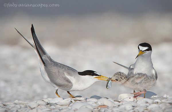 Interview with Bird Photographer Fabs Forns
