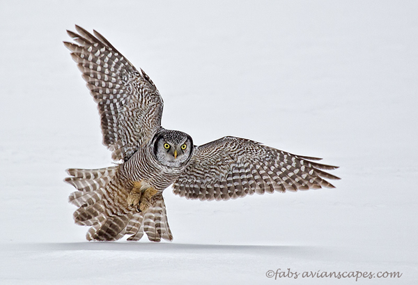 Interview with Bird Photographer Fabs Forns