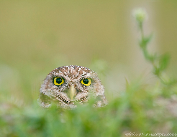 Interview with Bird Photographer Fabs Forns