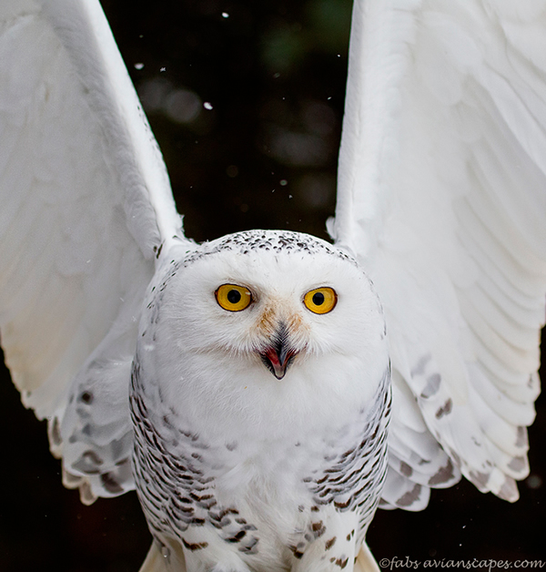 Interview with Bird Photographer Fabs Forns