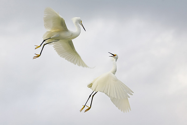 Interview with Bird Photographer Fabs Forns