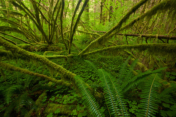 Interview with Nature Photographer Ian Plant