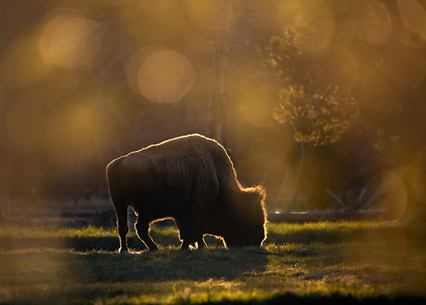 Interview with Nature Photographer Ian Plant