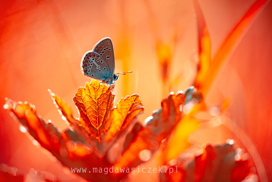Dreamy and Surreal Nature Photography By Magdalena Wasiczek