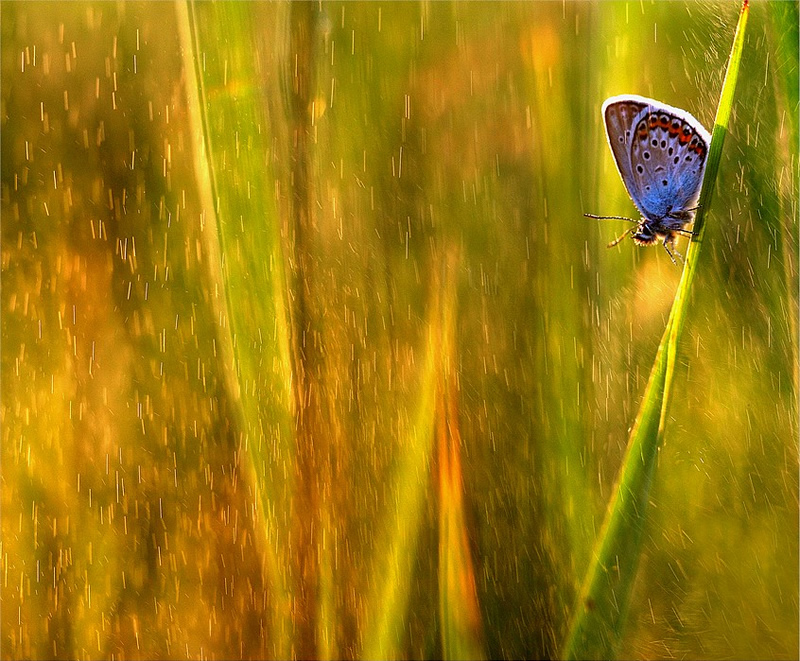 Nature Photography By Magdalena Wasiczek