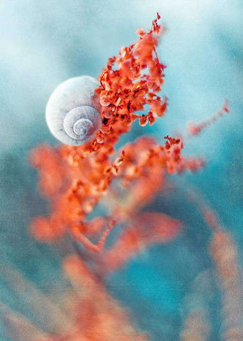 Nature Photography By Magdalena Wasiczek