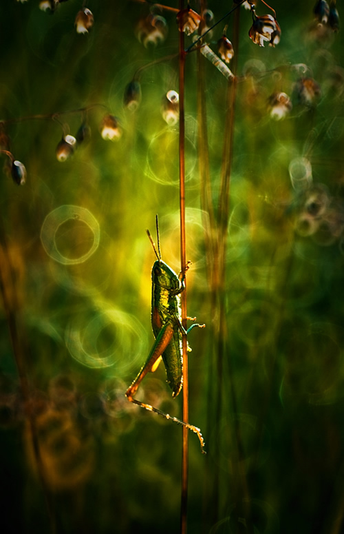 Nature Photography By Magdalena Wasiczek