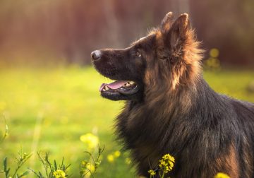 Pets Photography Tips, Tutorials, Videos