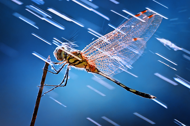 Mindblowing Macro Photography by Shikhei Goh