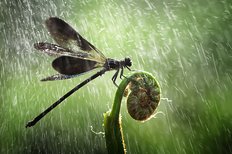 Mindblowing Macro Photography by Shikhei Goh