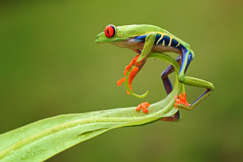 Mindblowing Macro Photography by Shikhei Goh