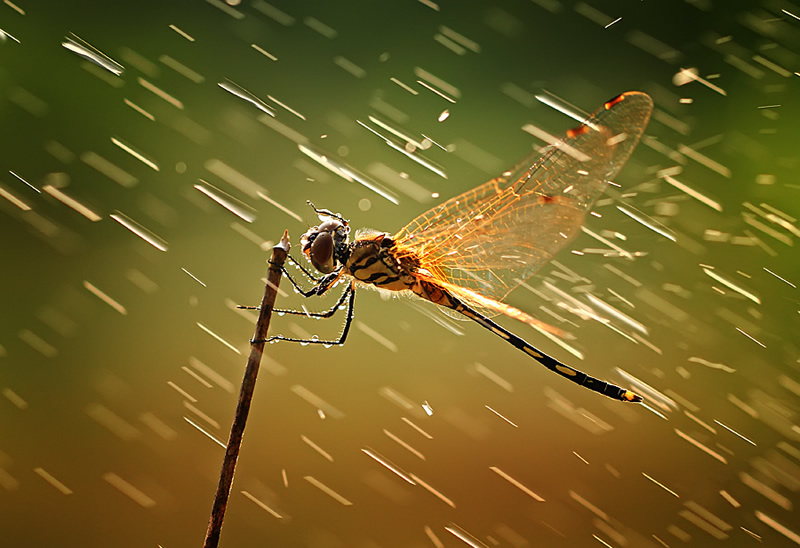 Mindblowing Macro Photography by Shikhei Goh